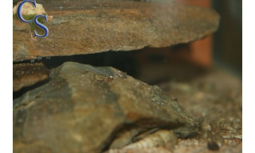 Julidochromis dickfeldi